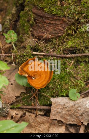 Leuchtende Orangenpilze Lactarius deliciosus Safranmilchmütze im Moos. Safranmilchmütze mit Moos und getrockneten Blättern. Stockfoto