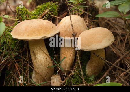 Boletus edulis porcini-Pilze mit getrockneten Blättern und Piniennadeln auf dem Boden. Wilde Penny-Bun-Pilze im Wald. Stockfoto