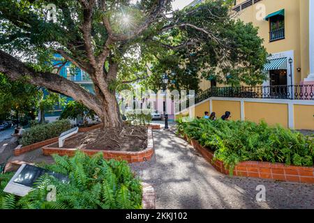 Auf der tropischen Karibikinsel Puerto Rico, USA, liegt ein kleiner platz in Old San Juan, an dem die Sonne durch einen Baum strahlt. Stockfoto