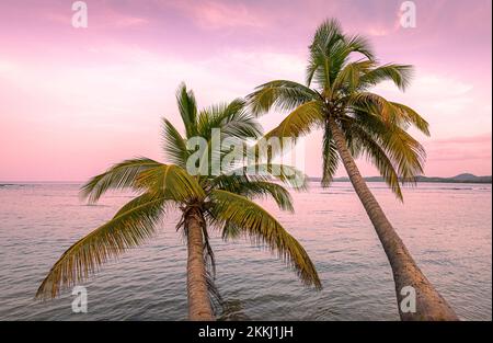 Palmen in der Abenddämmerung am Playa Bandera in Luquillo auf der tropischen karibischen Insel Puerto Rico, USA. Stockfoto