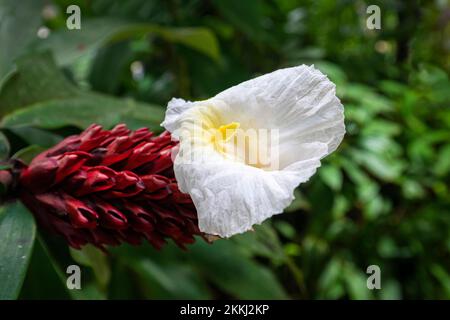 Eine Crepe Ginger (Costus speciosus) Blume im El Yunque Rainforest National Park auf der tropischen karibischen Insel Puerto Rico, USA. Stockfoto