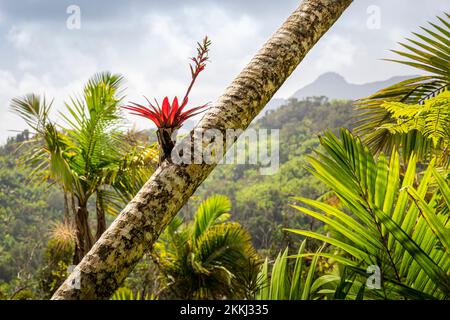 Eine rote Bromeliade blüht im El Yunque Rainforest National Park auf der tropischen karibischen Insel Puerto Rico, USA. Stockfoto