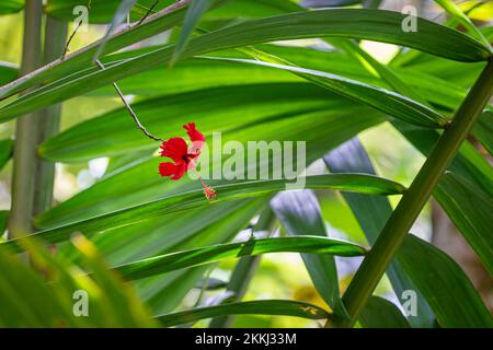 Wilde Hibiskusblumen im El Yunque Rainforest National Park auf der tropischen karibischen Insel Puerto Rico, USA. Stockfoto