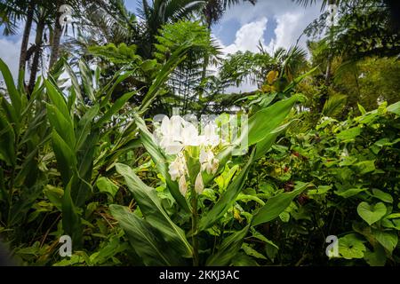 Wild Garland Flower oder Ginger Lily (Hedychium forresti) im El Yunque Rainforest National Park auf der tropischen karibischen Insel Puerto Rico, USA. Stockfoto