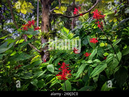Wild Firespike (Thyrsacantus tubaeformis, ) im El Yunque Rainforest National Park, auf der tropischen Karibikinsel Puerto Rico, USA. Stockfoto
