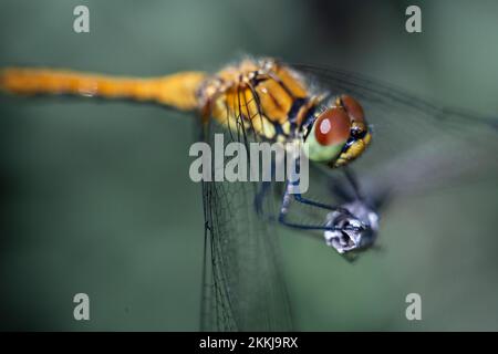 Die Fliege wurde aus nächster Nähe fotografiert. Große Augen einer Libelle. Die Fliege auf einem Graszweig. Stockfoto