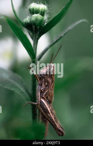 Nahaufnahme einer grünen Heuschrecke. Grasshopper auf dem Gras. Makrofoto einer Heuschrecke Stockfoto