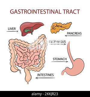 MEDIZIN MAGEN-DARM-TRAKT Bildungsdiagramm Vektorschema von Hand gezogener Clip Art Vector Illustration Set Stock Vektor
