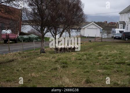 Schafe, die auf einer Wiese in Bø auf der Insel Langøya in der norwegischen Inselgruppe Vesterålen weiden. Stockfoto