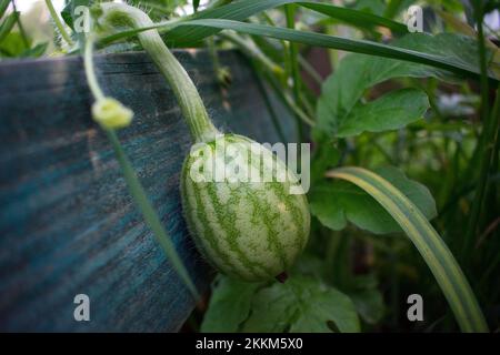 Kleine grüne Wassermelone auf dem Weinstock in einem Garten Stockfoto