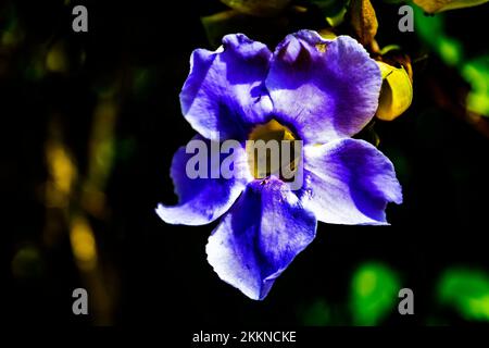 Ein wunderschöner Tag in den Andromeda Gardens; Bathsheba; St. Josep; Barbados - Stockfoto