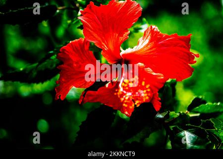 Ein wunderschöner Tag in den Andromeda Gardens; Bathsheba; St. Josep; Barbados - Stockfoto