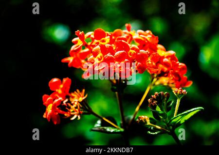 Ein wunderschöner Tag in den Andromeda Gardens; Bathsheba; St. Josep; Barbados - Stockfoto