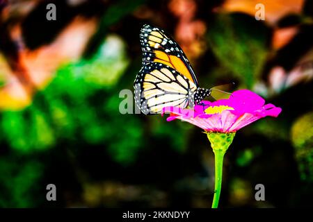 Ein wunderschöner Tag in den Andromeda Gardens; Bathsheba; St. Josep; Barbados - Stockfoto