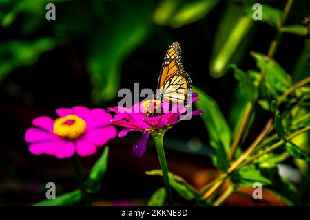 Ein wunderschöner Tag in den Andromeda Gardens; Bathsheba; St. Josep; Barbados - Stockfoto