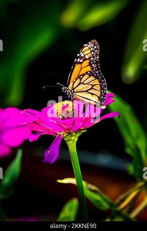 Ein wunderschöner Tag in den Andromeda Gardens; Bathsheba; St. Josep; Barbados - Stockfoto