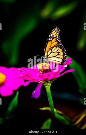 Ein wunderschöner Tag in den Andromeda Gardens; Bathsheba; St. Josep; Barbados - Stockfoto