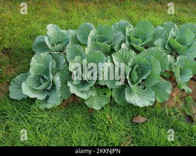 Kohlpflanze in falm und Plantage, grünes Gemüse im Garten Stockfoto