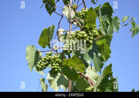 Nahaufnahme eines Bündels junger, unreifer grüner Trauben, die auf einer Weinrebe in einem Weinberg mit einem klaren blauen Himmel als Hintergrund wachsen. Stockfoto