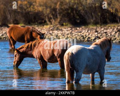 Eine Gruppe wilder Pferde, die im unteren Salt River in der Nähe von Phoenix, Arizona, leben, grasen in dem kühlen fließenden Fluss und sammeln die üppigen Gräser Stockfoto