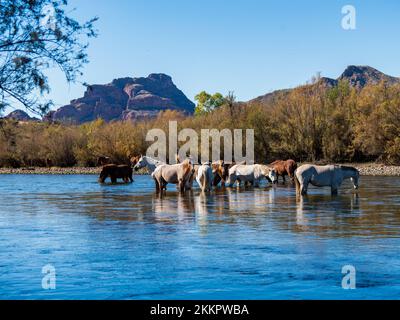 Eine Gruppe wilder Pferde, die im unteren Salt River in der Nähe von Phoenix, Arizona, leben, grasen in dem kühlen fließenden Fluss und sammeln die üppigen Gräser Stockfoto