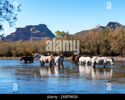 Eine Gruppe wilder Pferde, die im unteren Salt River in der Nähe von Phoenix, Arizona, leben, grasen in dem kühlen fließenden Fluss und sammeln die üppigen Gräser Stockfoto