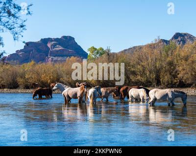 Eine Gruppe wilder Pferde, die im unteren Salt River in der Nähe von Phoenix, Arizona, leben, grasen in dem kühlen fließenden Fluss und sammeln die üppigen Gräser Stockfoto