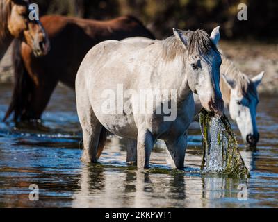 Eine Gruppe wilder Pferde, die im unteren Salt River in der Nähe von Phoenix, Arizona, leben, grasen in dem kühlen fließenden Fluss und sammeln die üppigen Gräser Stockfoto