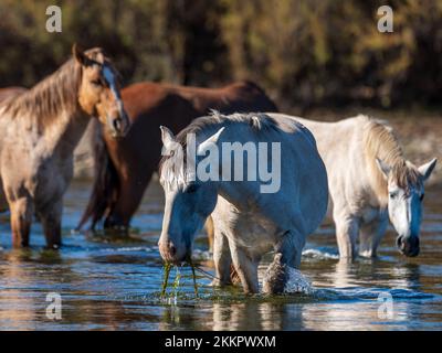 Eine Gruppe wilder Pferde, die im unteren Salt River in der Nähe von Phoenix, Arizona, leben, grasen in dem kühlen fließenden Fluss und sammeln die üppigen Gräser Stockfoto