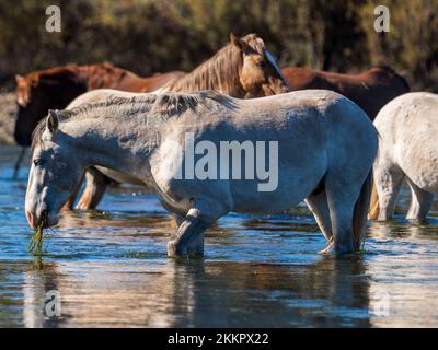 Eine Gruppe wilder Pferde, die im unteren Salt River in der Nähe von Phoenix, Arizona, leben, grasen in dem kühlen fließenden Fluss und sammeln die üppigen Gräser Stockfoto