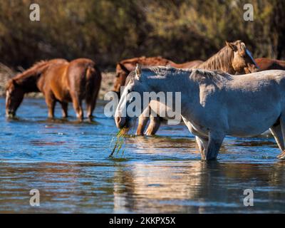 Eine Gruppe wilder Pferde, die im unteren Salt River in der Nähe von Phoenix, Arizona, leben, grasen in dem kühlen fließenden Fluss und sammeln die üppigen Gräser Stockfoto