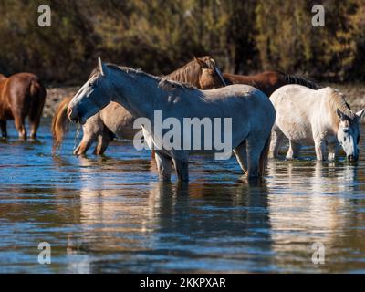 Eine Gruppe wilder Pferde, die im unteren Salt River in der Nähe von Phoenix, Arizona, leben, grasen in dem kühlen fließenden Fluss und sammeln die üppigen Gräser Stockfoto