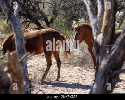 Eine Gruppe wilder Pferde, die im unteren Salt River in der Nähe von Phoenix, Arizona, leben, grasen in dem kühlen fließenden Fluss und sammeln die üppigen Gräser Stockfoto