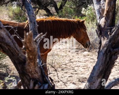 Eine Gruppe wilder Pferde, die im unteren Salt River in der Nähe von Phoenix, Arizona, leben, grasen in dem kühlen fließenden Fluss und sammeln die üppigen Gräser Stockfoto