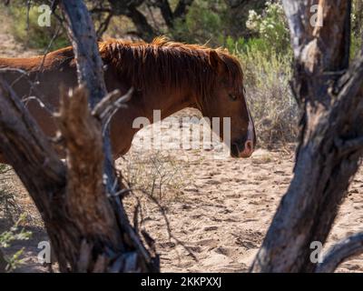Eine Gruppe wilder Pferde, die im unteren Salt River in der Nähe von Phoenix, Arizona, leben, grasen in dem kühlen fließenden Fluss und sammeln die üppigen Gräser Stockfoto