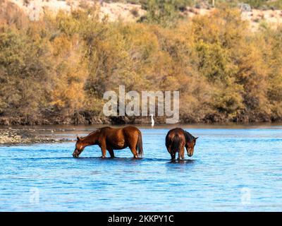 Eine Gruppe wilder Pferde, die im unteren Salt River in der Nähe von Phoenix, Arizona, leben, grasen in dem kühlen fließenden Fluss und sammeln die üppigen Gräser Stockfoto