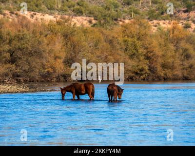 Eine Gruppe wilder Pferde, die im unteren Salt River in der Nähe von Phoenix, Arizona, leben, grasen in dem kühlen fließenden Fluss und sammeln die üppigen Gräser Stockfoto