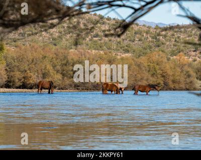 Eine Gruppe wilder Pferde, die im unteren Salt River in der Nähe von Phoenix, Arizona, leben, grasen in dem kühlen fließenden Fluss und sammeln die üppigen Gräser Stockfoto