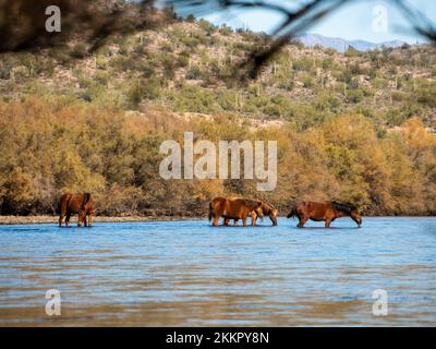 Eine Gruppe wilder Pferde, die im unteren Salt River in der Nähe von Phoenix, Arizona, leben, grasen in dem kühlen fließenden Fluss und sammeln die üppigen Gräser Stockfoto