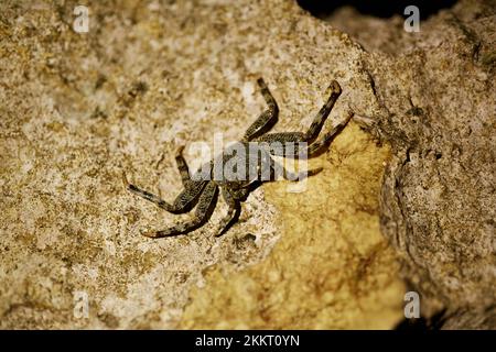 Mangrovenbaum Krabben Foto bei Nacht auf einem Felsen. Stockfoto