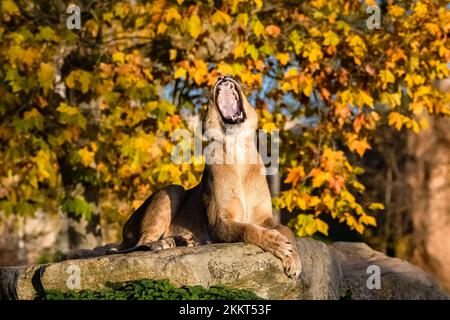 Eine Löwin, die auf einem Felsen sitzt und gähnt, ein Porträt Stockfoto