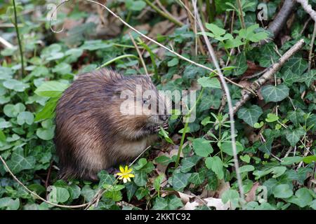 Nahaufnahme, Bisamratte (Ondatra zibethicus), Bisamratte frisst frische Blätter Stockfoto