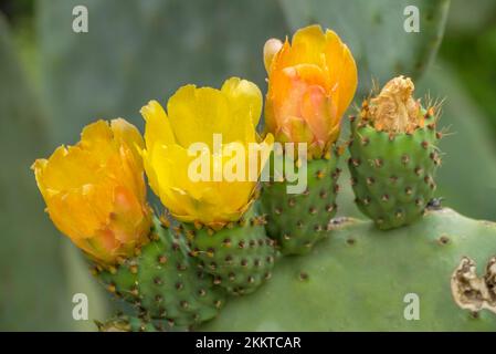 Blumen der Stachelfeige, Sizilien, Italien, Europa Stockfoto