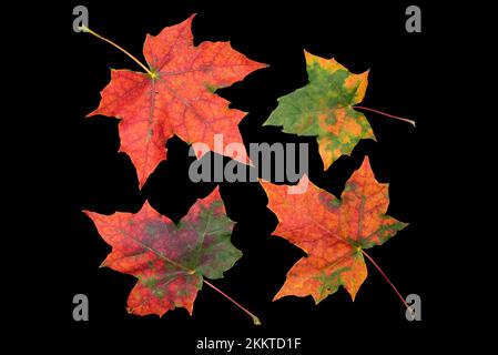 Bunte Herbstblätter von Ahorn (Acer) auf schwarzem Hintergrund, Bayern, Deutschland, Europa Stockfoto