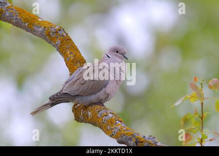 Eurasian Collared Dove (Streptopelia decaocto), auf einem Zweig, Neusiedlsee-Nationalpark, Seewinkel, Burgenland, Österreich, Europa Stockfoto