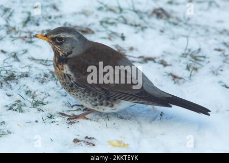 Juniper Thrush steht im Schnee und sieht nach links Stockfoto