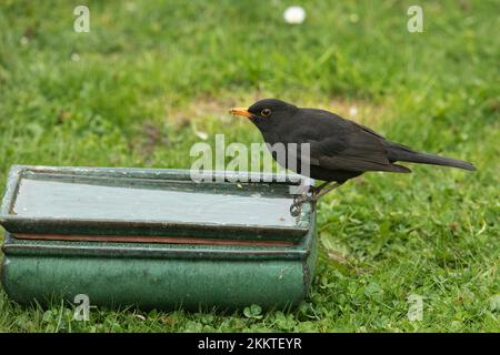 Blackbird sitzt auf dem Tisch mit Wasser im grünen Gras und blickt nach links Stockfoto