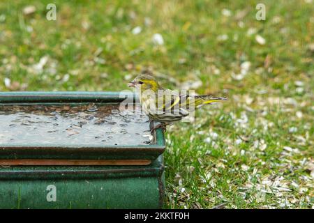 Siskin saß auf dem Tisch und sah nach dem Essen Stockfoto