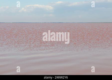 Ufer des Pink Salt Lake. Der Sivash-See, der seit der Antike für seine nützlichen, heilenden Eigenschaften bekannt ist. Stockfoto