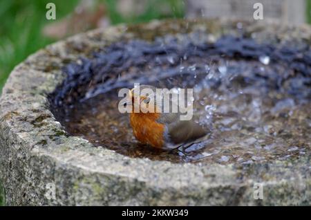 Nahaufnahme, europäisches Rotkehlchen (Erithacus rubecula), Vogelbad, der songbird nimmt ein Bad im Vogelbad Stockfoto